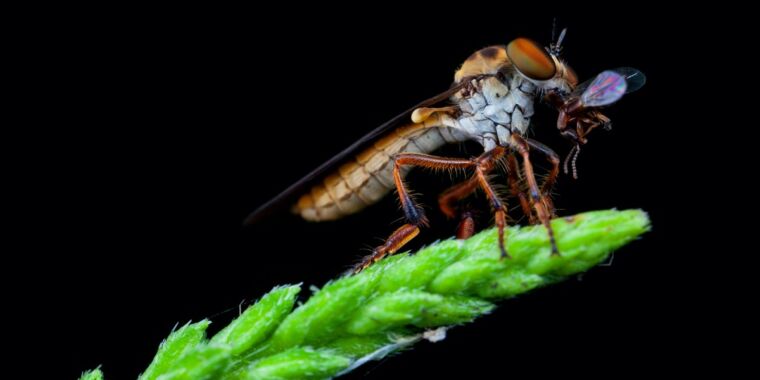 De bandietenvlieg is een aerodynamische acrobaat die halverwege de vlucht zijn prooi kan vangen