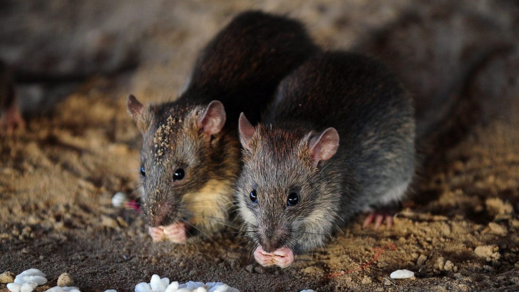 Hoe genbewerking de uitgestorven Christmas Island-muis zou kunnen doen herleven