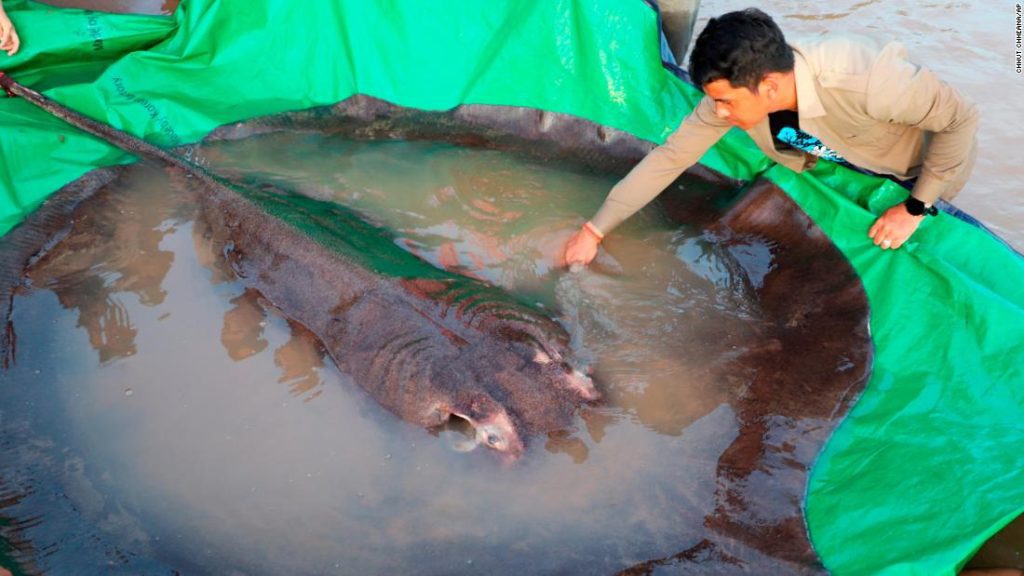 'S Werelds grootste zoetwatervis, de pijlstaartrog van 660 pond, werd gevangen in Cambodja