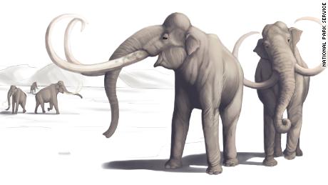 Deze illustratie toont hoe een mammoet er duizenden jaren geleden uitzag.