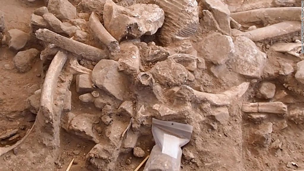Mammoetbotten tonen bewijs van vroege mensen in Noord-Amerika