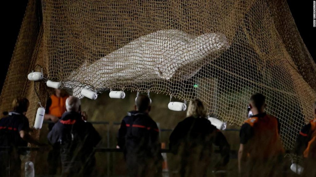 Een beluga-walvis gered uit de rivier de Seine geëuthanaseerd tijdens het transport, volgens de Franse autoriteiten