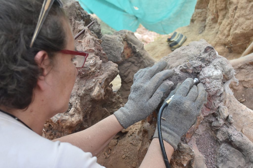 De onderzoekers zullen de fossielen bewaren en documenteren en volgend jaar doorgaan met opgravingen op de site. 
