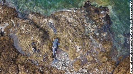 Een gestrande orka is na uren vastzitten bevrijd van de rotskust van Alaska