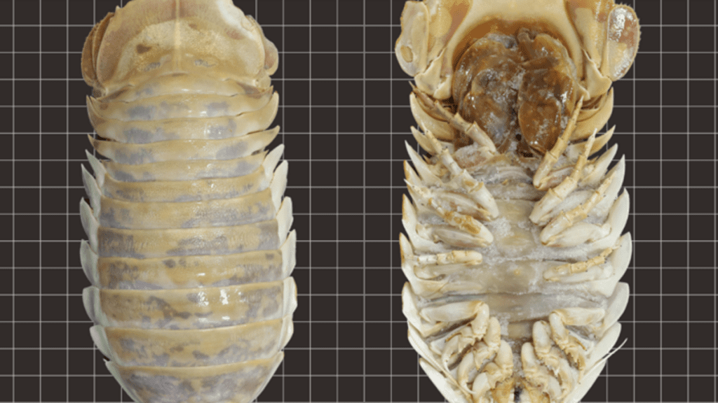 Een enorm diepzee-insect - Er, Isopod - is ontdekt in de Golf van Mexico