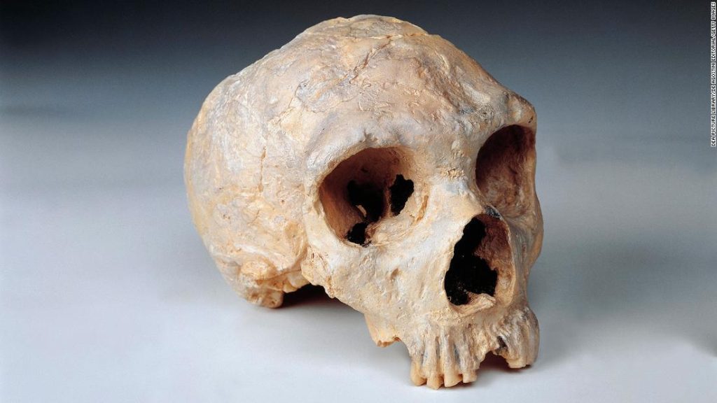 Verschillen onthuld in menselijke en Neanderthaler hersenen