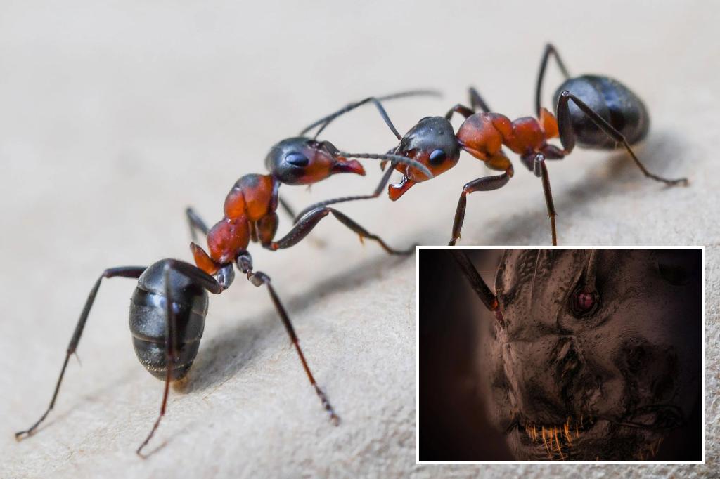 Nikon-competitie onthult het angstaanjagende gezicht van mieren van dichtbij