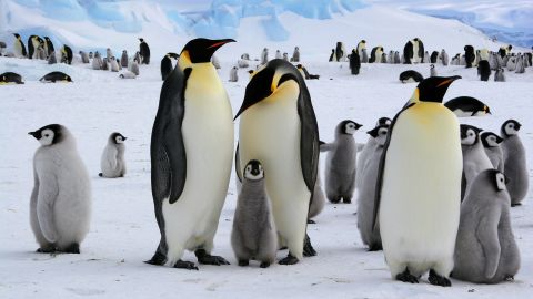 Keizerspinguïns leven in veel kolonies op het Antarctisch Schiereiland.