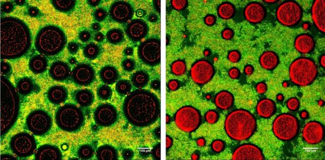 Microfoto's van zacht (links) en hard (rechts) schuim.  De groen/gele gebieden zijn netwerken van bacteriën en melkeiwitten. 