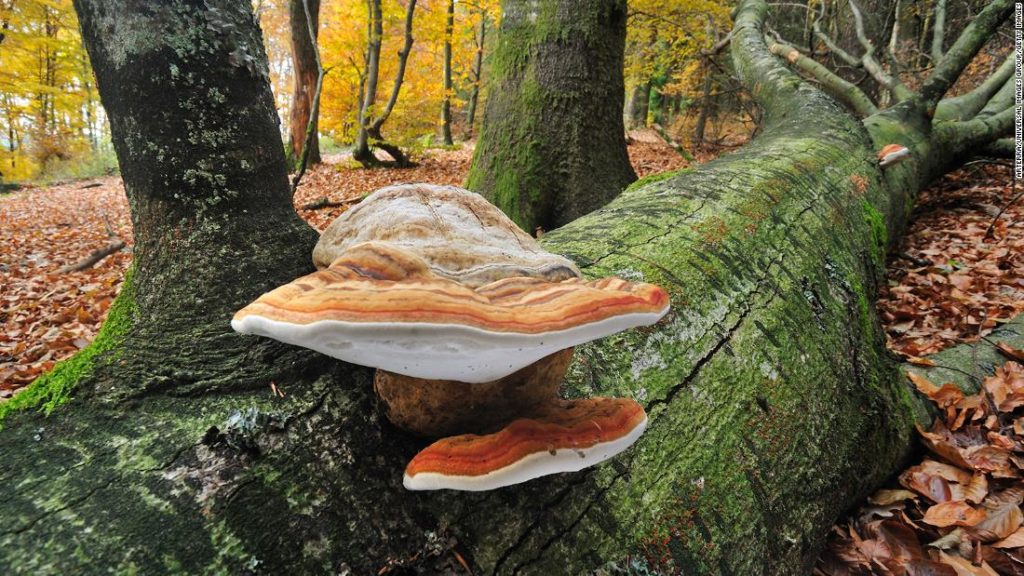 Tondelpaddenstoelen zijn zo sterk als hout en kunnen geheimen bevatten om sommige soorten plastic te vervangen