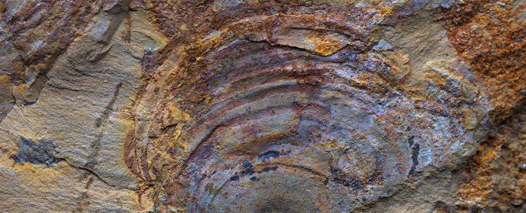 De vreemde levensvorm 500 miljoen jaar geleden was helemaal geen dier: ScienceAlert