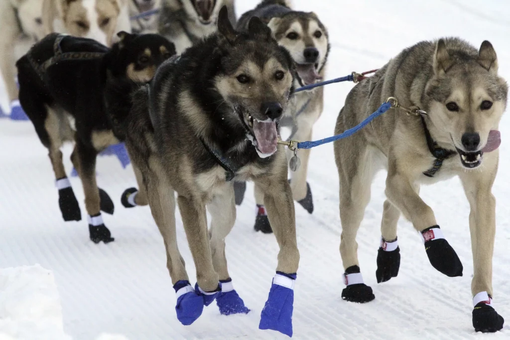 De slopende Iditarod uit Alaska begint met een ceremoniële start