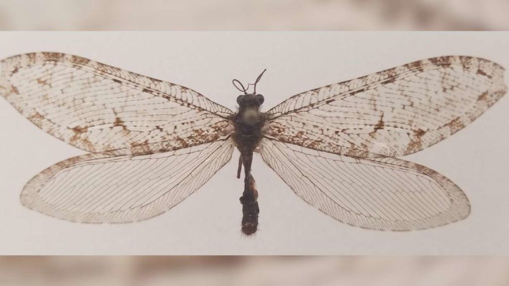 Een gigantisch vliegend insect gevonden in een Wal-Mart-gebouw blijkt een Jura-vondst te zijn