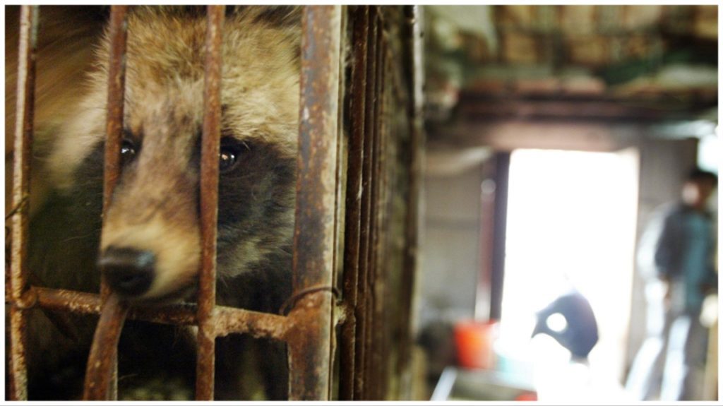 Een nieuwe studie geeft aan dat wasbeerhonden in Wuhan een mogelijke oorzaak zijn van COVID-19