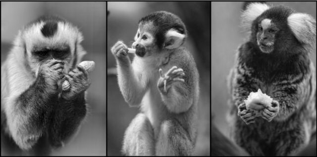 Drie soorten apen uit de Nieuwe Wereld namen deel aan de experimenten, elk met een inherent verschillende handanatomie en biomechanische capaciteit.