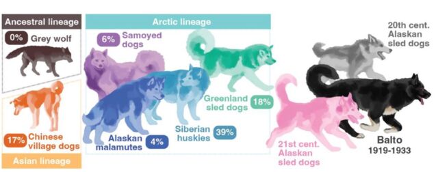 De Balto deelt een gemeenschappelijke afkomst met moderne Arctische en Aziatische hondenrassen.  Hij heeft geen waarneembare wolvenvoorouders.