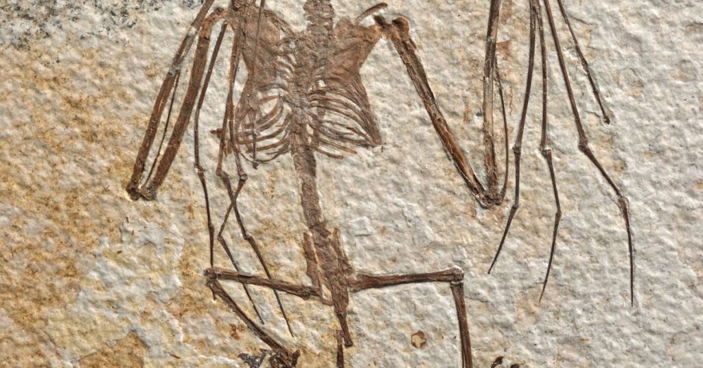 De oudst bekende skeletten van vleermuizen werpen licht op de evolutie van vliegende zoogdieren