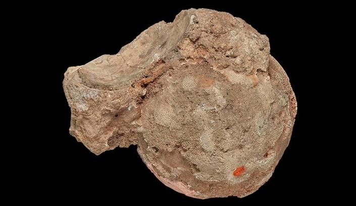 De steen, ongeveer 15 cm breed, werd waarschijnlijk tegen andere bolvormige lichamen gedrukt, zoals een eierkoppeling.