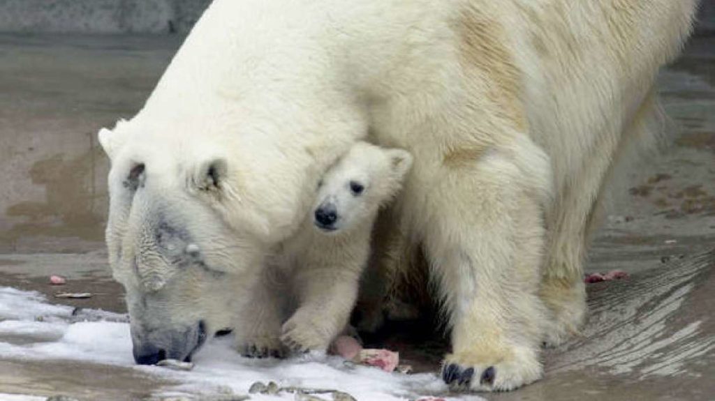 Wetenschappers zeggen dat de synthetische stof, geïnspireerd op de vacht van een ijsbeer, lichter en warmer is dan katoen