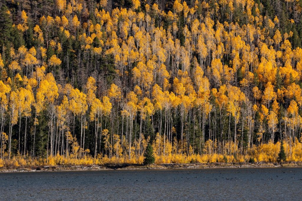 beautiful yellow leafed trees that are actually all one large tree on the edge of a lake