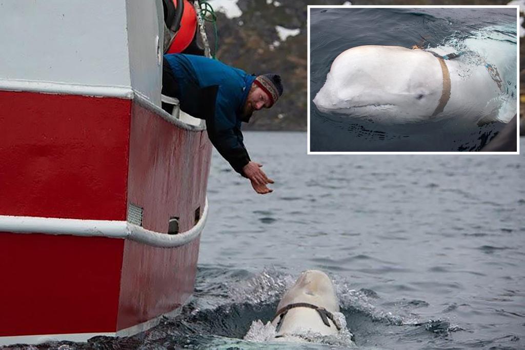 Een spionwalvis die ervan wordt verdacht te zijn getraind in Rusland voor de kust van Zweden