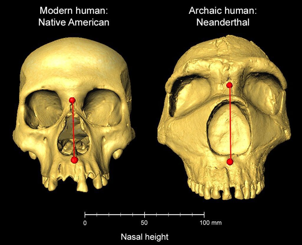 De vorm van de neus is geërfd van Neanderthalers