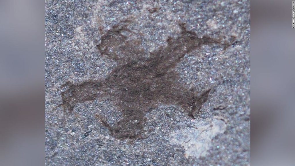 Ontdek een unieke vindplaats van fossielen in Wales die het vroege leven onthult
