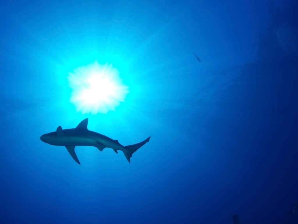 Een Russische man werd gedood door een haaienaanval bij een resort aan de Rode Zee in Egypte |  Nieuws