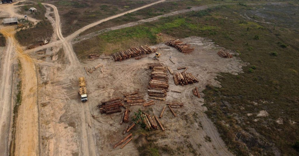 Het verlies van bomen neemt toe in kritieke tropische bossen
