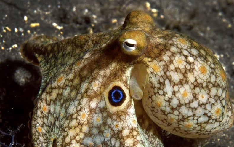 Octopussen herontwerpen hun hersenen als ze het koud krijgen