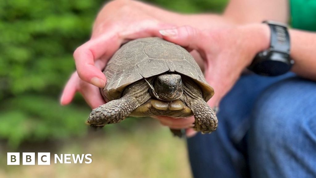 Schildpad rent - anderhalve kilometer door de drukke stad