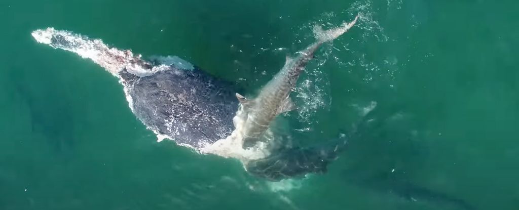 Bekijk tientallen haaien die zich voeden met het karkas van een dode walvis: ScienceAlert