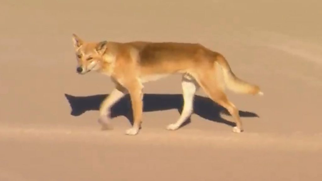 Dingo geëuthanaseerd nadat hij aangespoeld was |  wereldnieuws