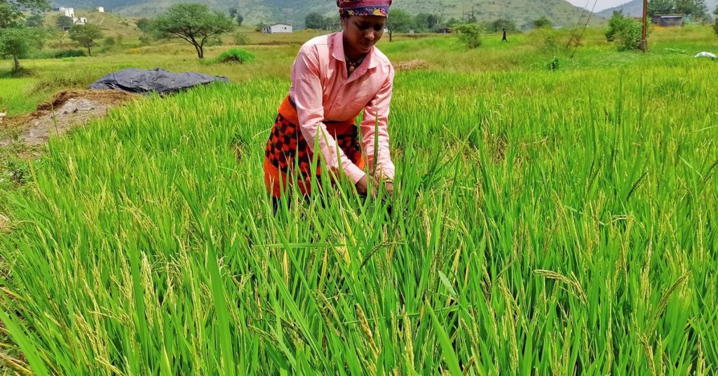 India, de grootste rijstexporteur, verbiedt de meeste zendingen nadat de late moesson de gewassen heeft getroffen