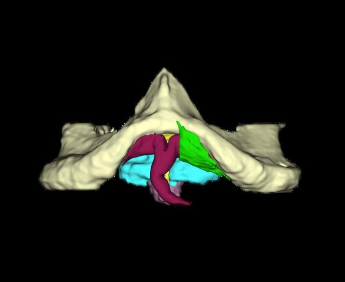 3D-modelaanzicht van de structuren van de clitoris van de chimpansee op basis van een MRI-scan.