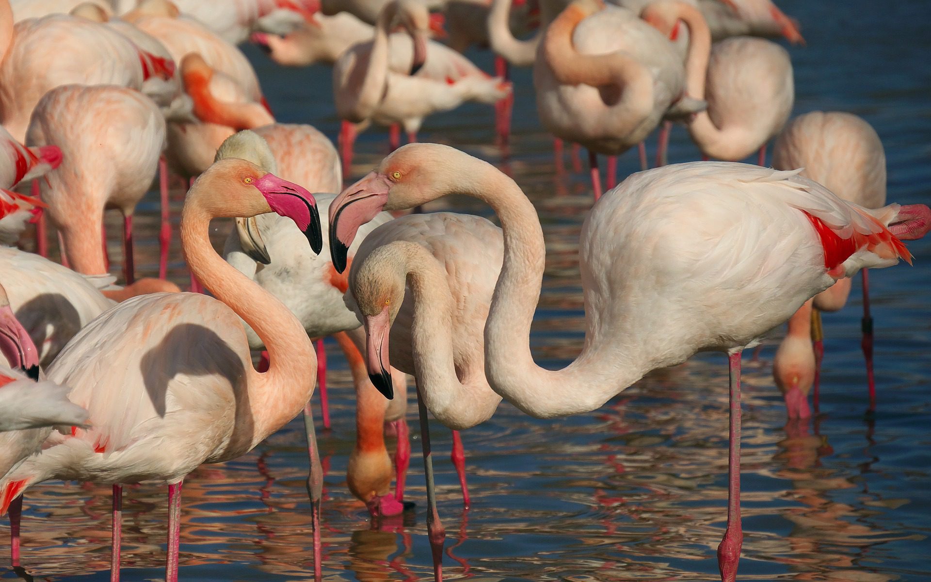 Roze flamingo's