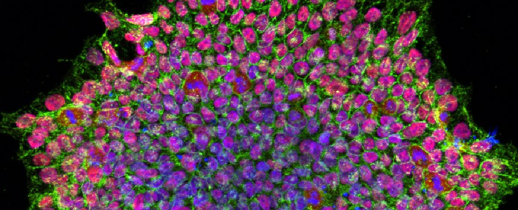 Voor het eerst hebben wetenschappers het geheugen van een cel volledig gewist voordat ze er een stamcel van maakten
