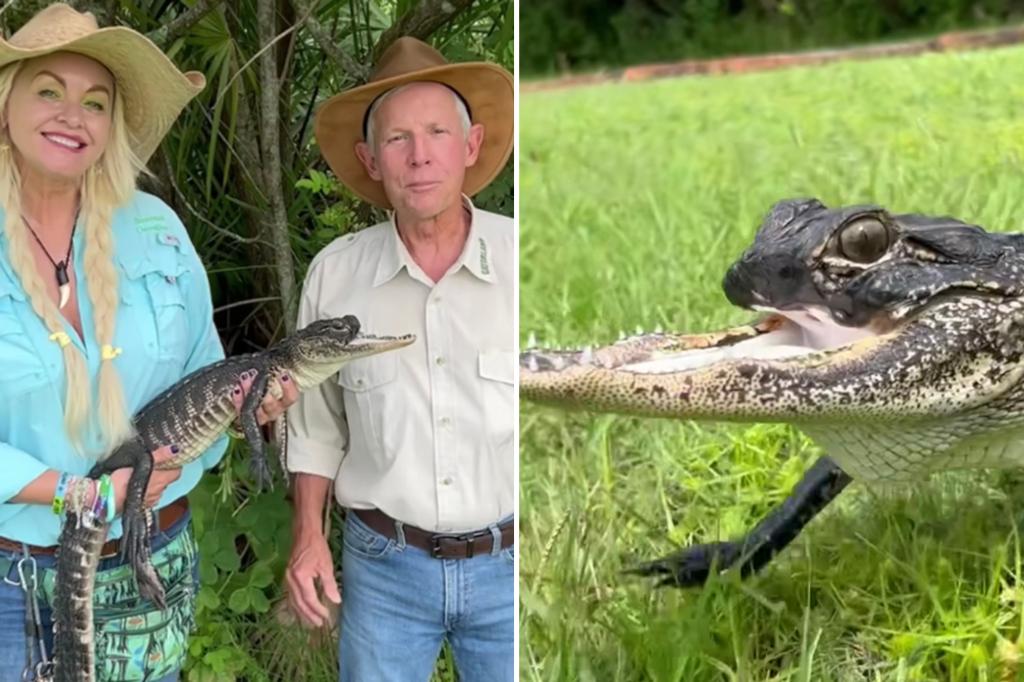 Een alligator uit Florida verliest zijn bovenkaak, vernoemd naar het nummer 'Jolene'.