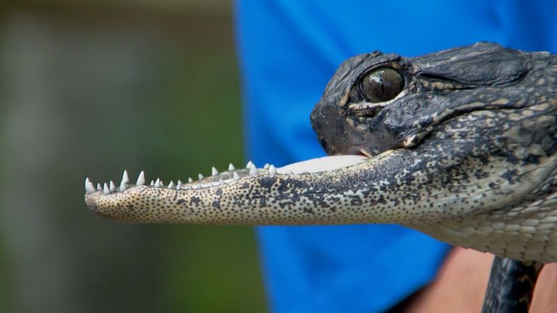 Gatorland geeft een naam aan de ontbrekende bovenste helft van zijn kaak van de alligator