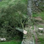 Sycamore Gap: Een man van in de zestig werd gearresteerd nadat een Hadrian’s Wall-boom was omgehakt