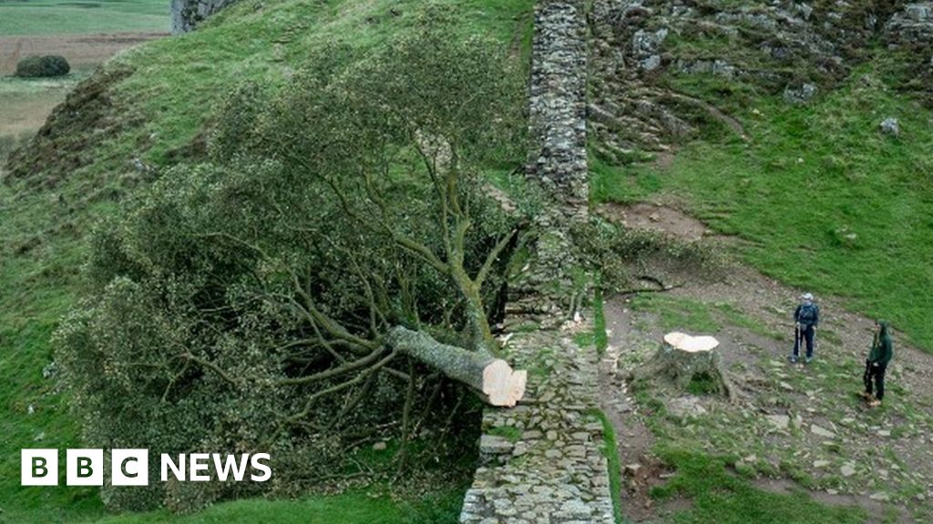 Sycamore Gap: Een man van in de zestig werd gearresteerd nadat een Hadrian's Wall-boom was omgehakt
