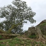 Sycamore Gap: tiener gearresteerd nadat hij ‘opzettelijk de 200 jaar oude Hadrian’s Wall-boom had omgevallen’