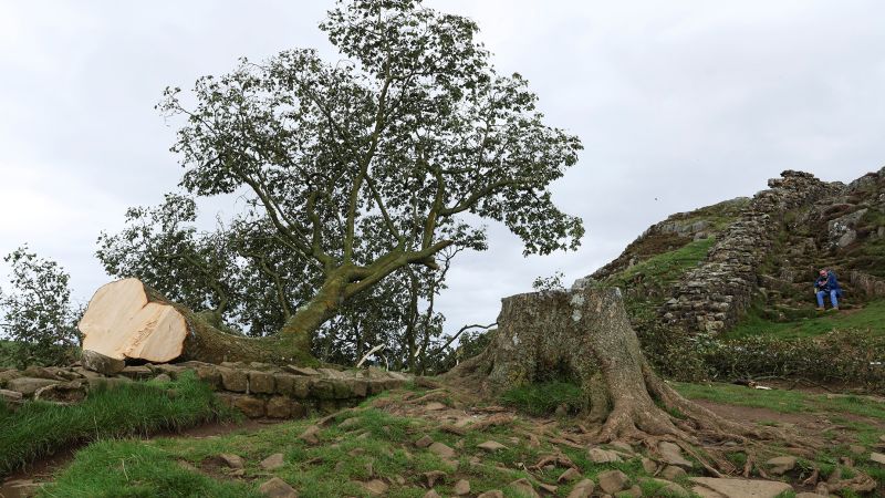 Sycamore Gap: tiener gearresteerd nadat hij 'opzettelijk de 200 jaar oude Hadrian's Wall-boom had omgevallen'