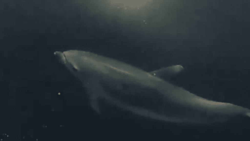 Massale sterfte van dolfijnen in het Braziliaanse Amazonegebied naarmate de watertemperatuur stijgt