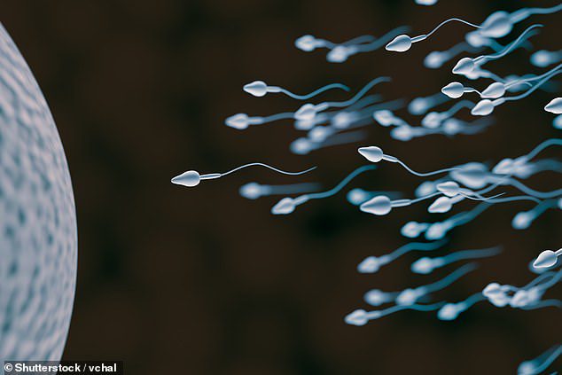 Onderzoekers van de Universiteit van Kyoto ontdekten dat het flagellum of de staart van het sperma de agentia voortstuwt door hun vorm te veranderen om met de vloeistof in wisselwerking te treden.