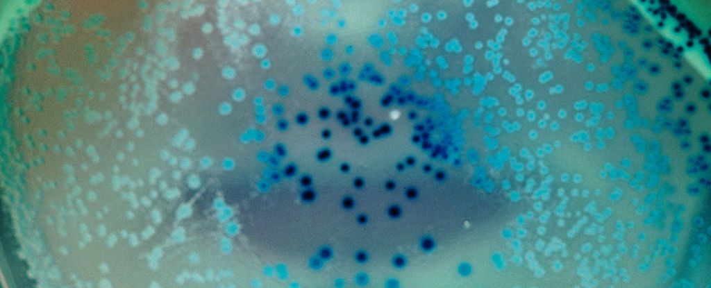 Bacteriën kunnen herinneringen opslaan en generaties lang doorgeven: ScienceAlert