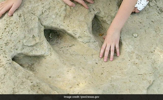 Scientists Discover A New Dinosaur Species From Footprints In Brazil