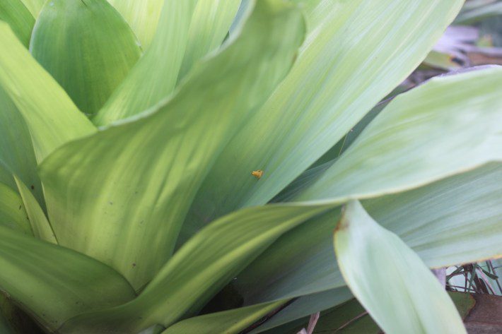De vrouwelijke gouden raketkikker, een kleine gouden kikker, zit op een gigantisch blad van een bromeliatank.