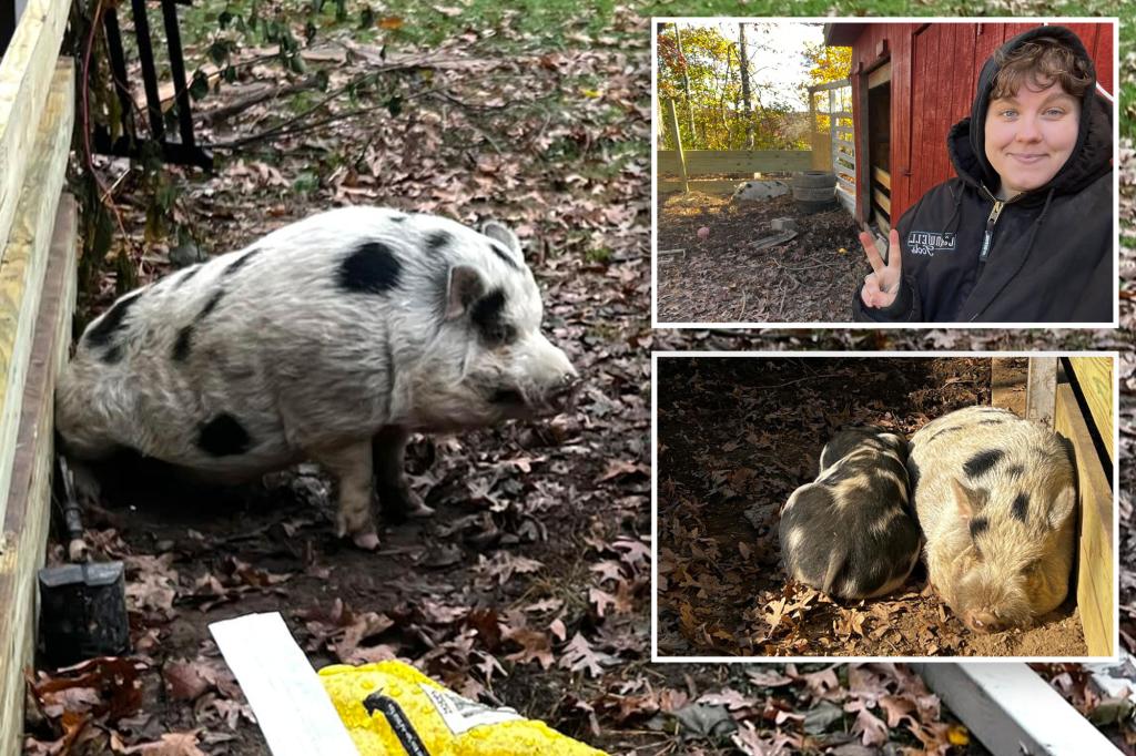 Een varken genaamd Kevin Bacon werd gevonden nadat acteur Kevin Bacon schreeuwde