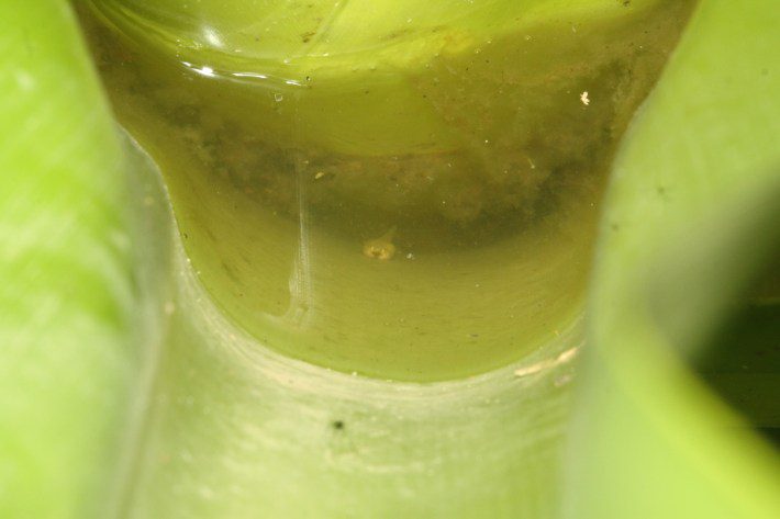 Een melkkleurig kikkervisje wacht op zijn vader in de plakkerige plas van een bromelia.